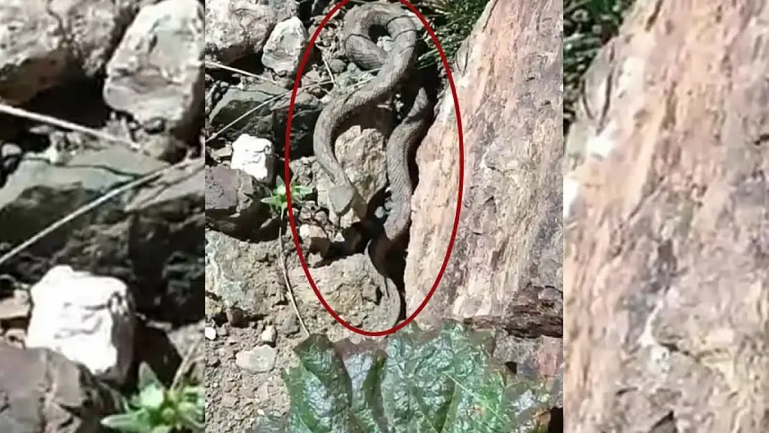 Türkiye'nin en zehirli yılanı Van'da görüldü