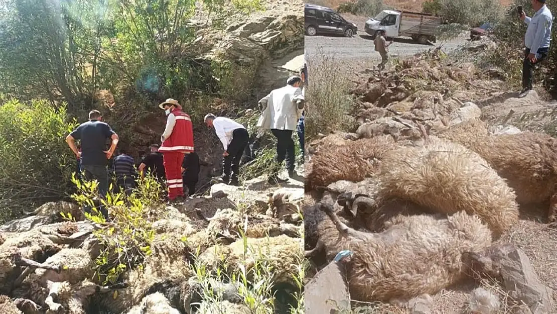 Van'da 334 koyun uçurumdan düştü
