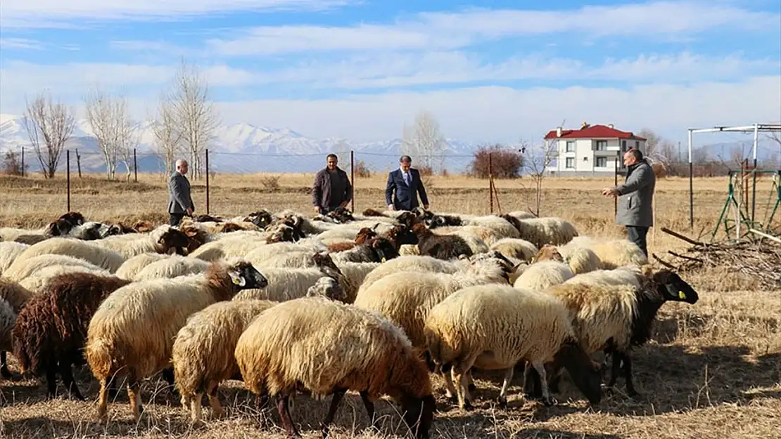 Van'da besicilere 210 bin koyun dağıtıldı