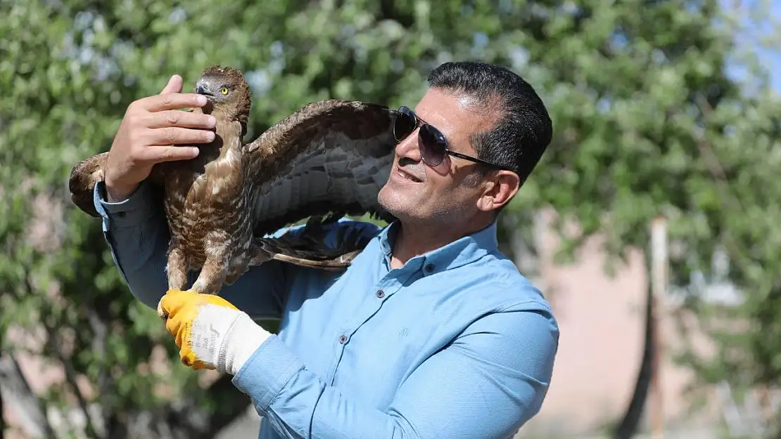 Van'da bitkin halde bulunan arı şahini tedavi altına alındı