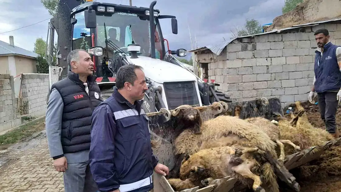 Van'da onlarca koyun telef oldu