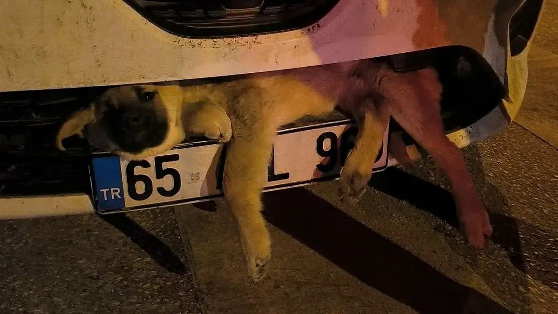 Van'da otomobilin çarptığı köpek tampona sıkıştı!