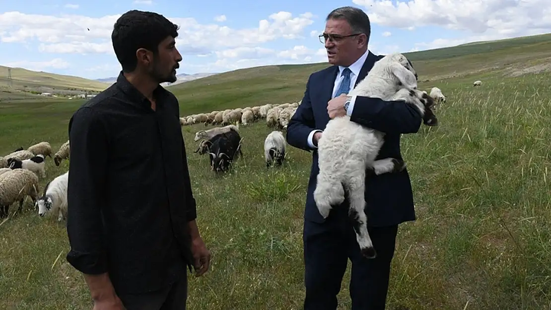 Van'da proje kapsamında 235 bin koyun dağıtıldı