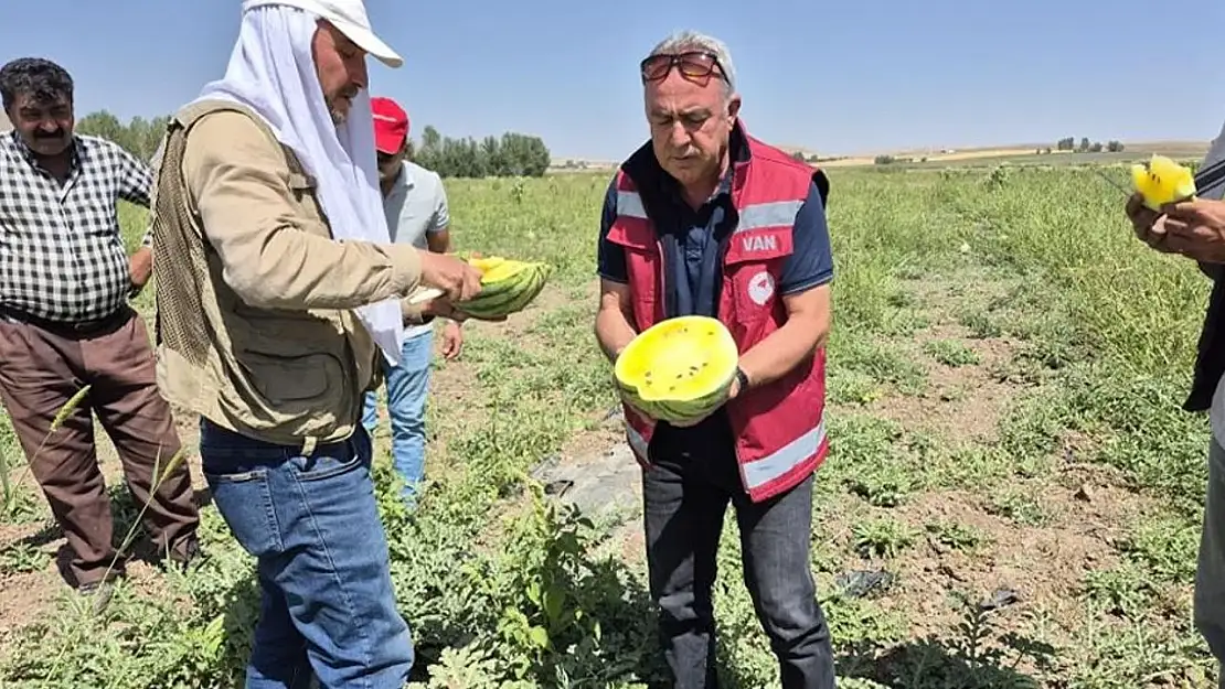 Van'da sarı karpuz hasadı!