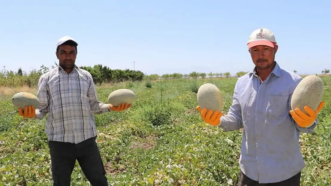 Van'da Sıhke kavununun hasadına başlandı