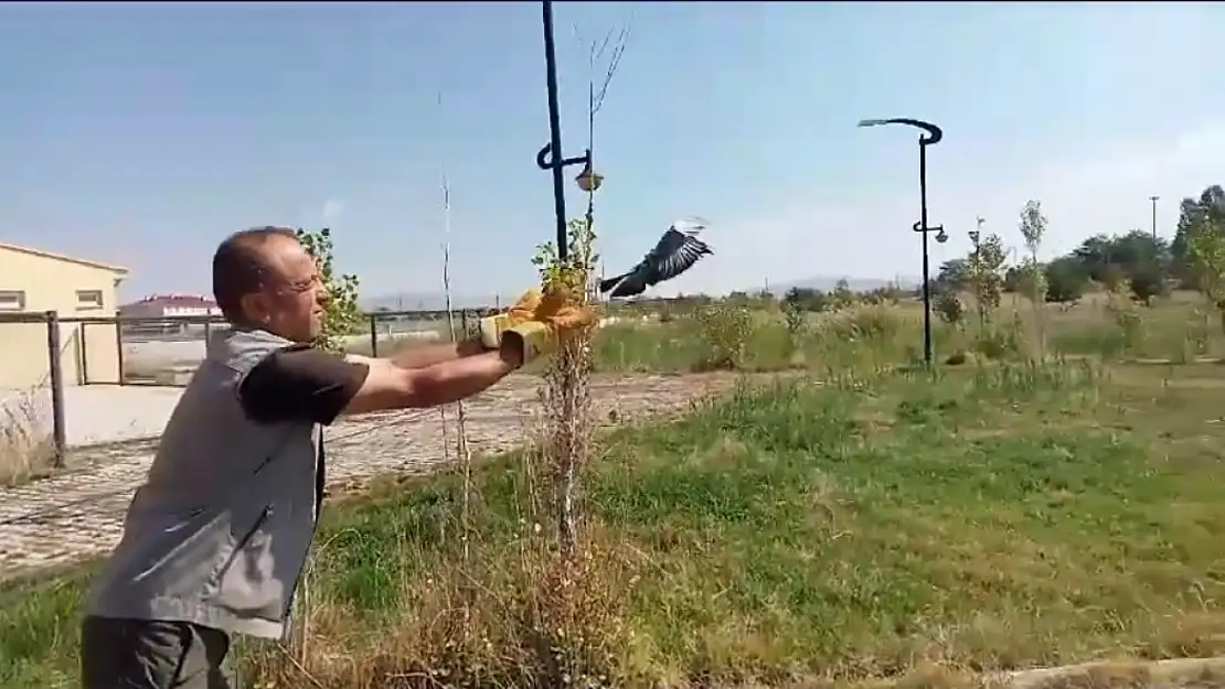 Van'da tedavisi tamamlanan kuşlar doğaya salındı