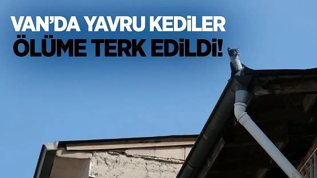 Van'da yavru kediler ölüme terk edildi!