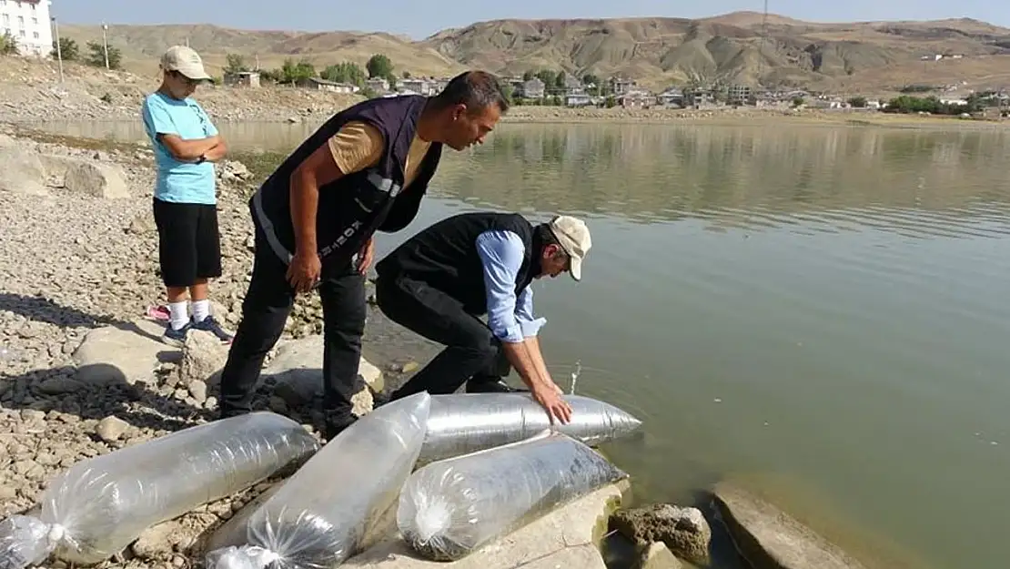 Van'daki göllere 450 bin yavru sazan bırakıldı