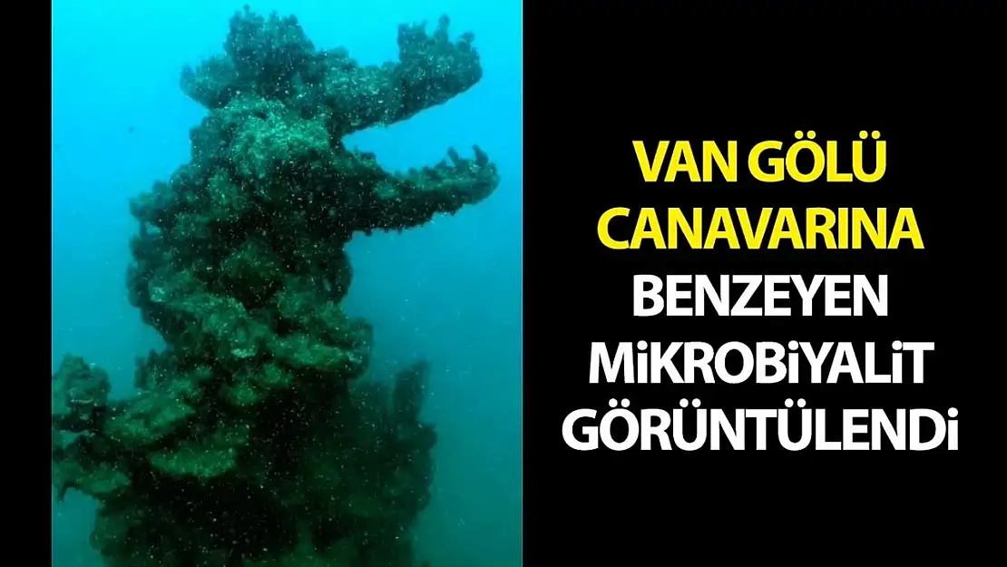 Van Gölü Canavarına benzeyen mikrobiyalit görüntülendi