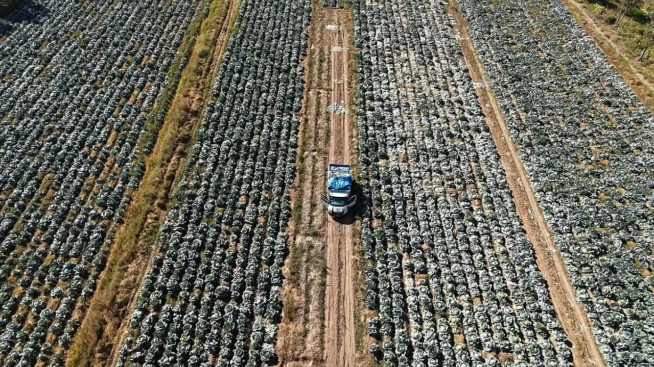 Erciş lahanası'nın hasadı başladı