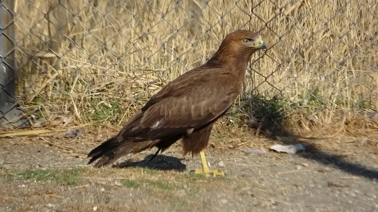 Van'da tedavi edilen yırtıcı kuşlar doğal yaşam alanına salınıyor