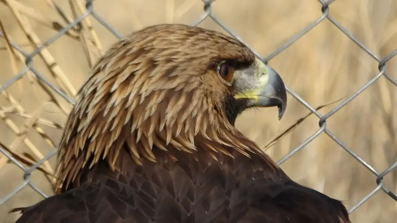 Van'da tedavi edilen yırtıcı kuşlar doğal yaşam alanına salınıyor