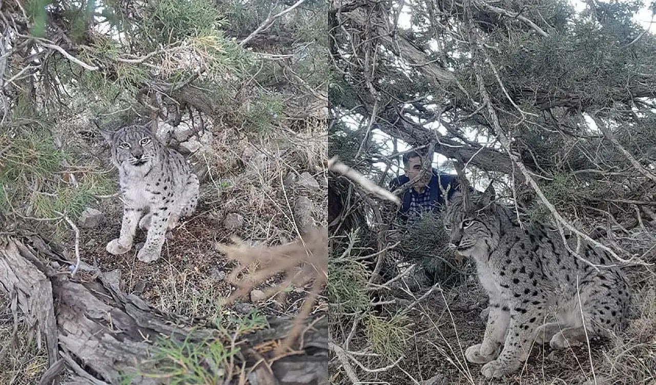 Van'da nesli tehlike altında olan vaşak görüntülendi