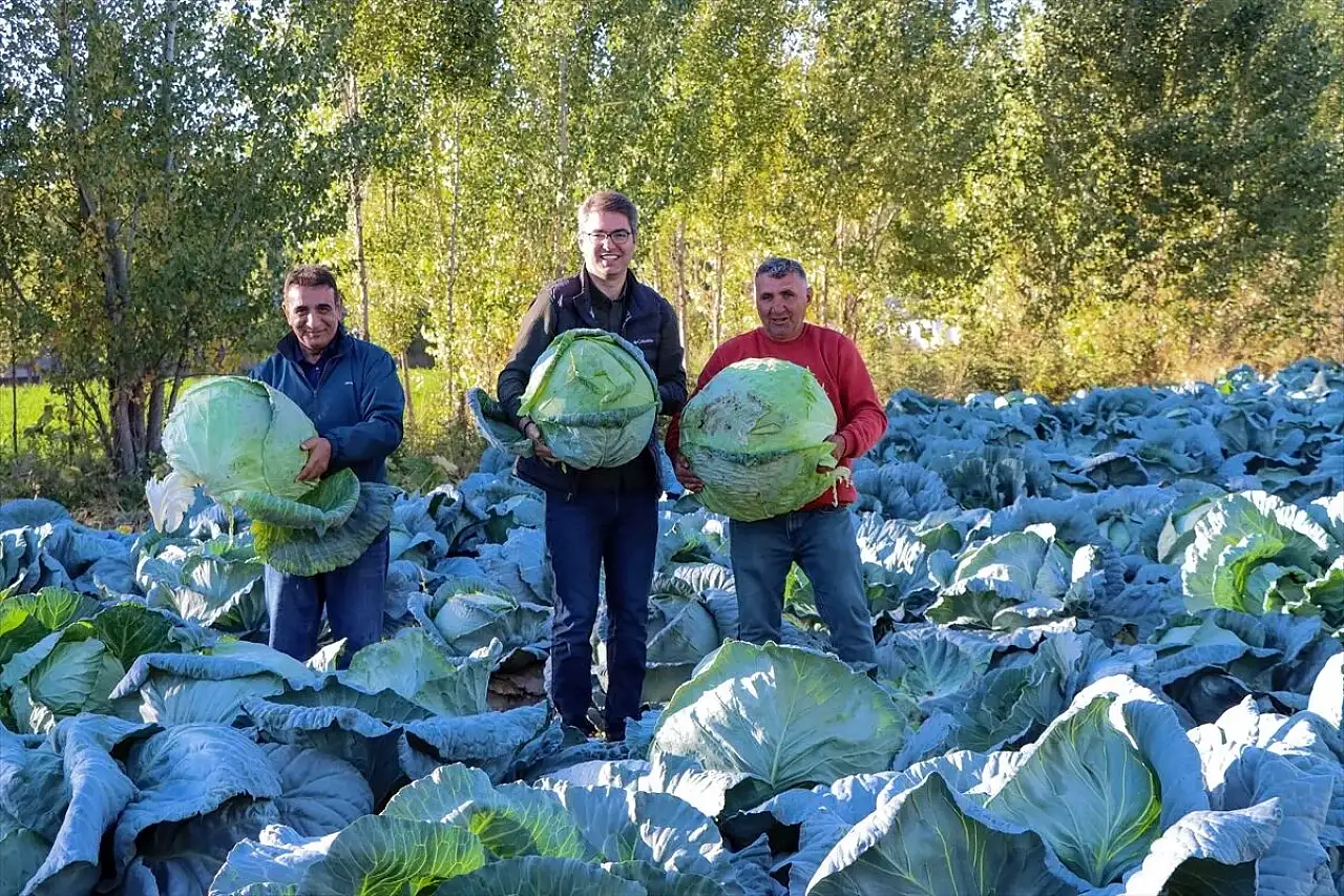 Erciş lahanası'nın hasadı başladı
