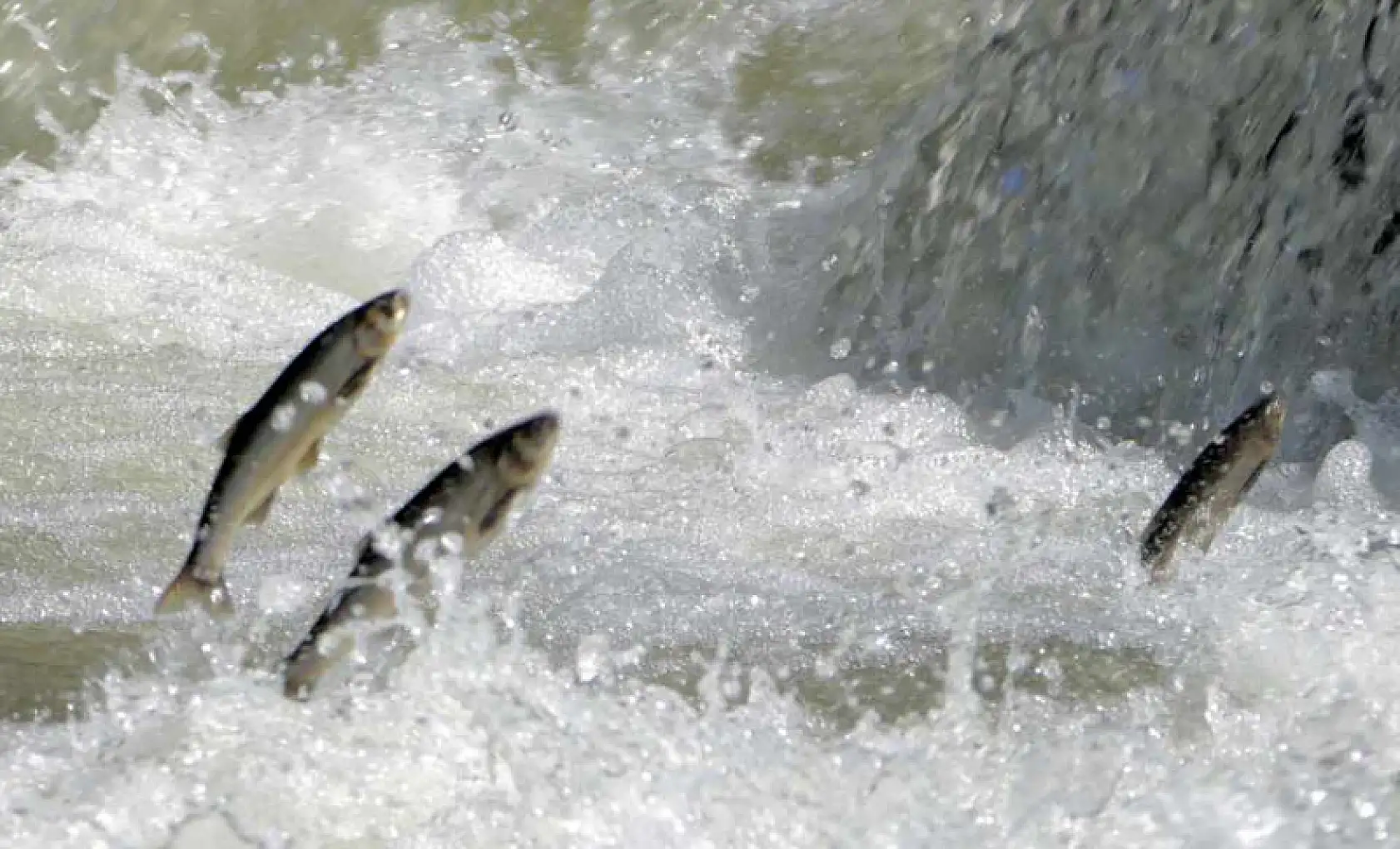 Van Gölü'ndeki kuraklık tehlikesi uydu görüntülerinde!