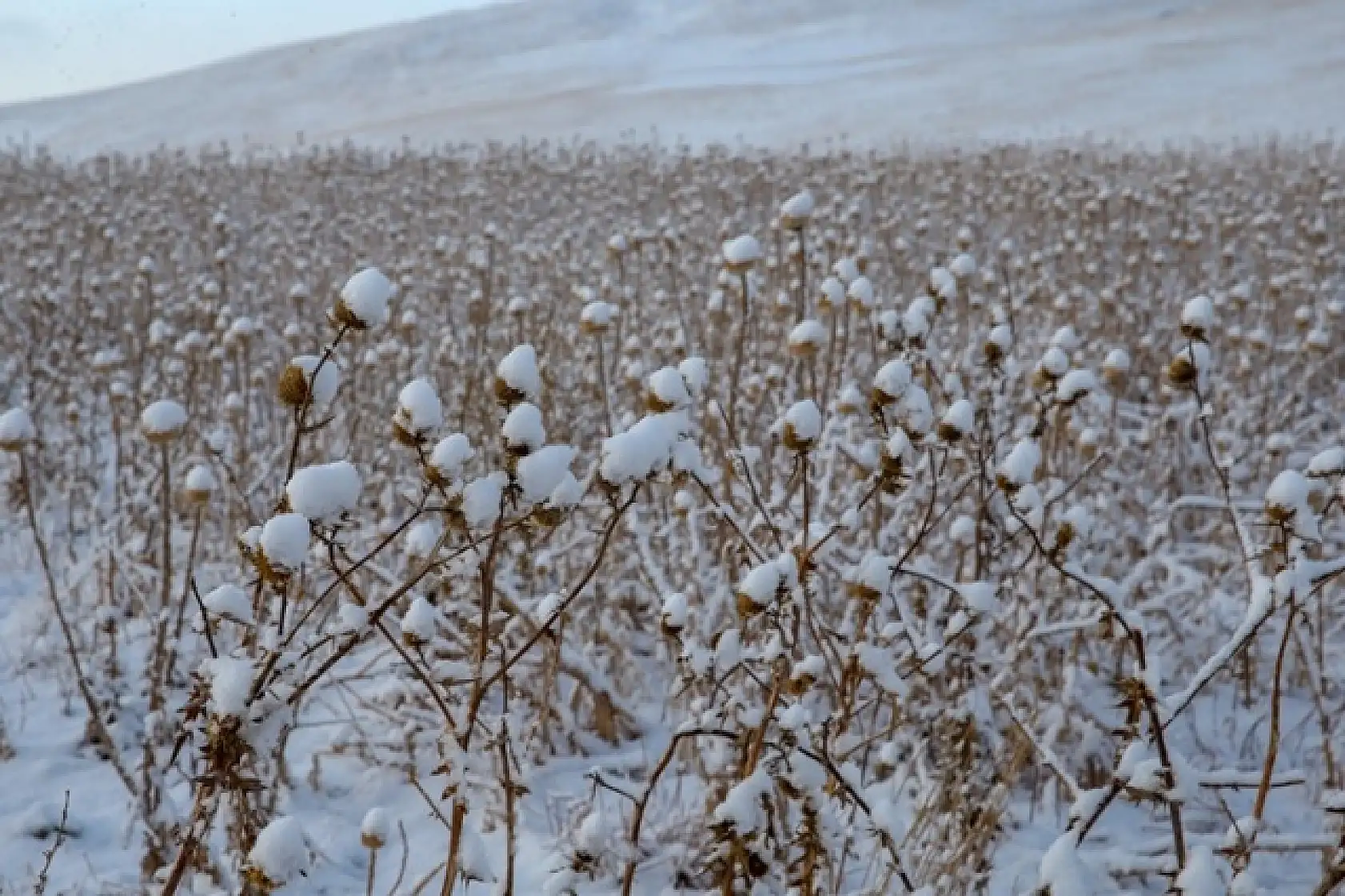 Van'da 2020 yılının ilk karı yağdı