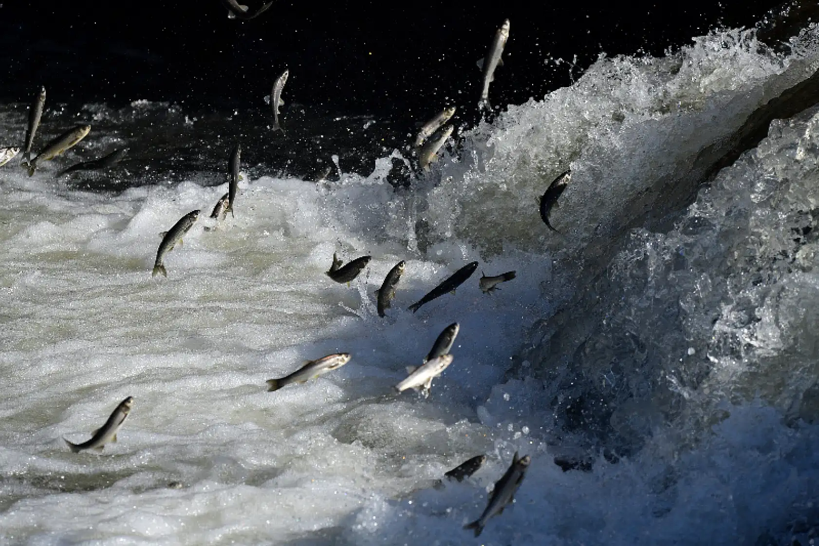 Uçan balıkların muhteşem göçü