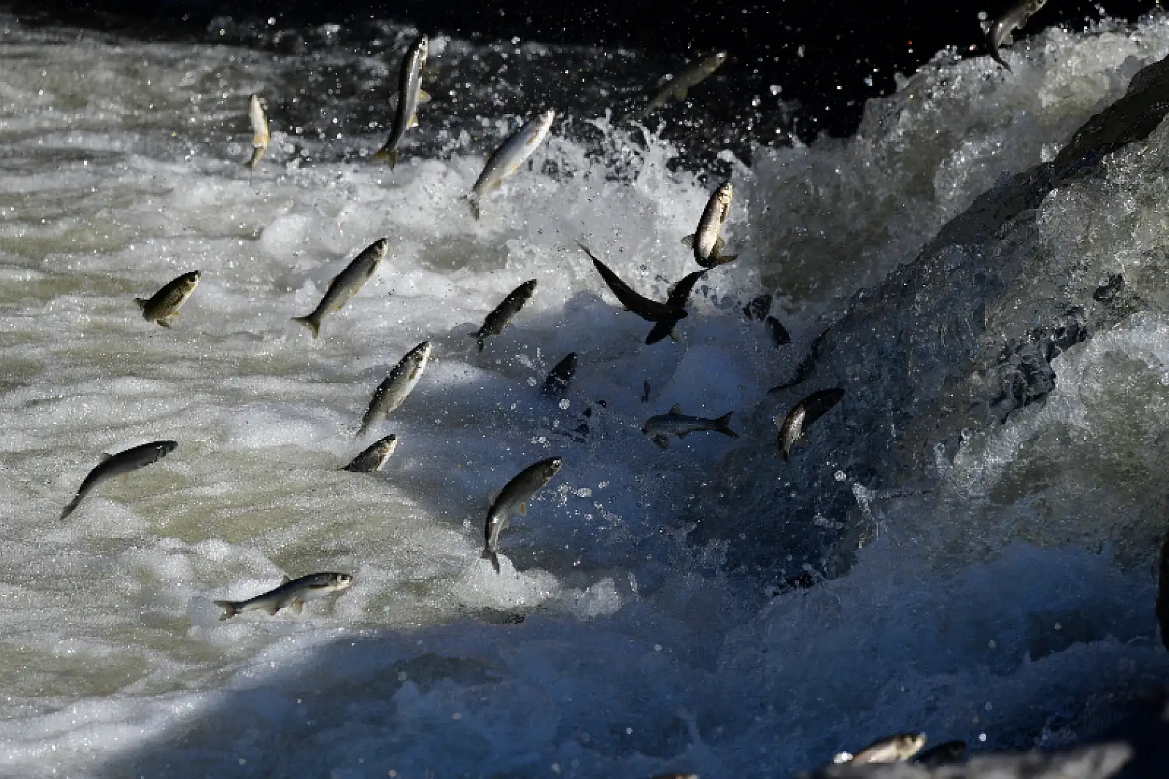 Uçan balıkların muhteşem göçü