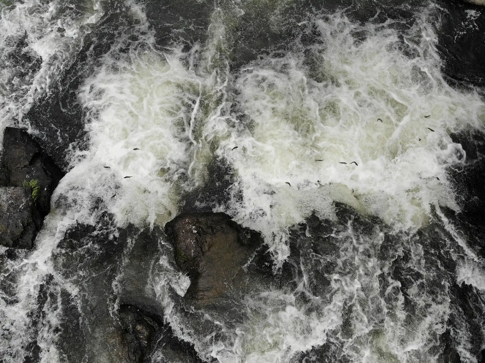 Uçan balıkların muhteşem göçü