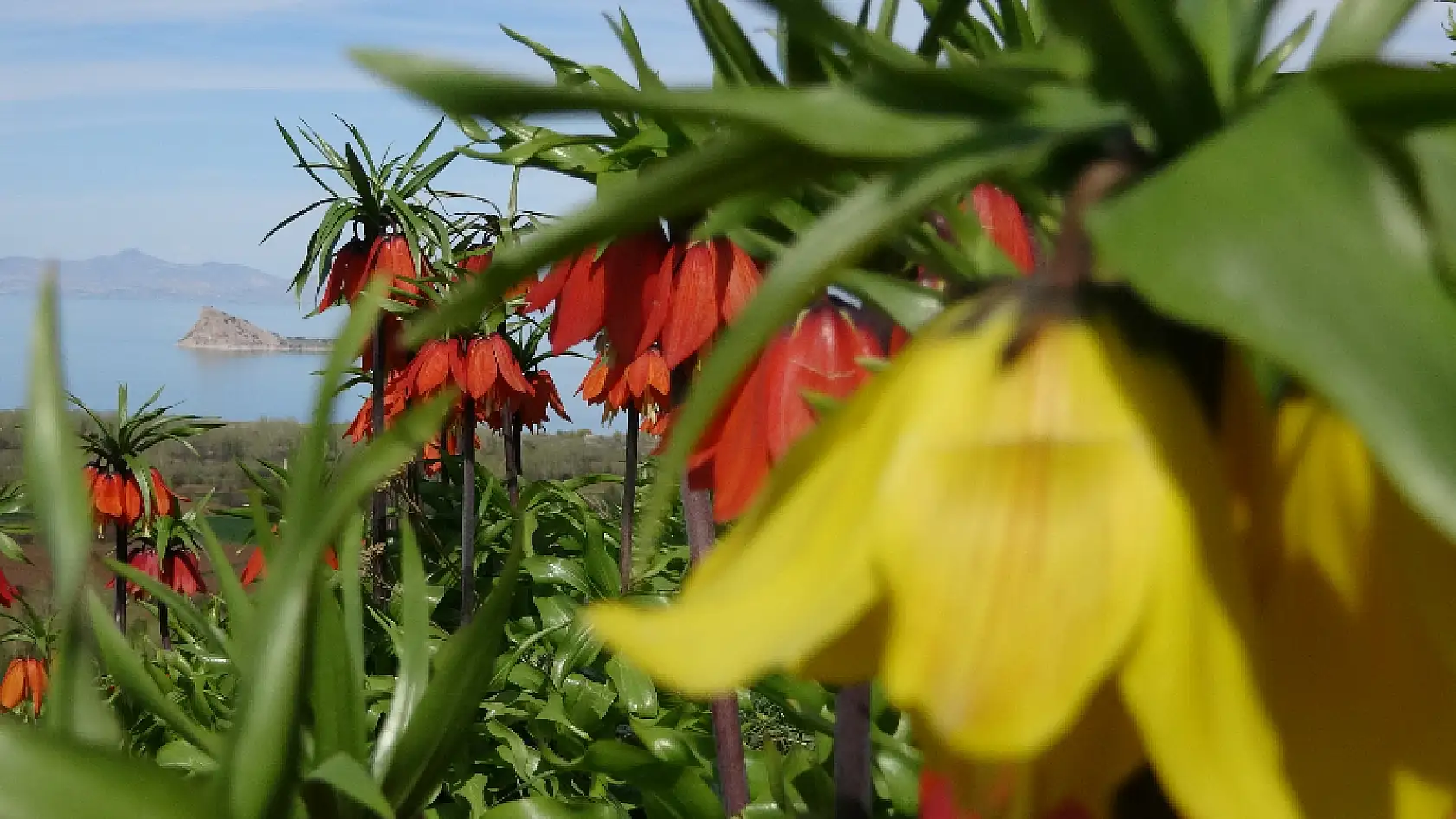 Van Gölü'ne karşı açan ters laleler mest ediyor