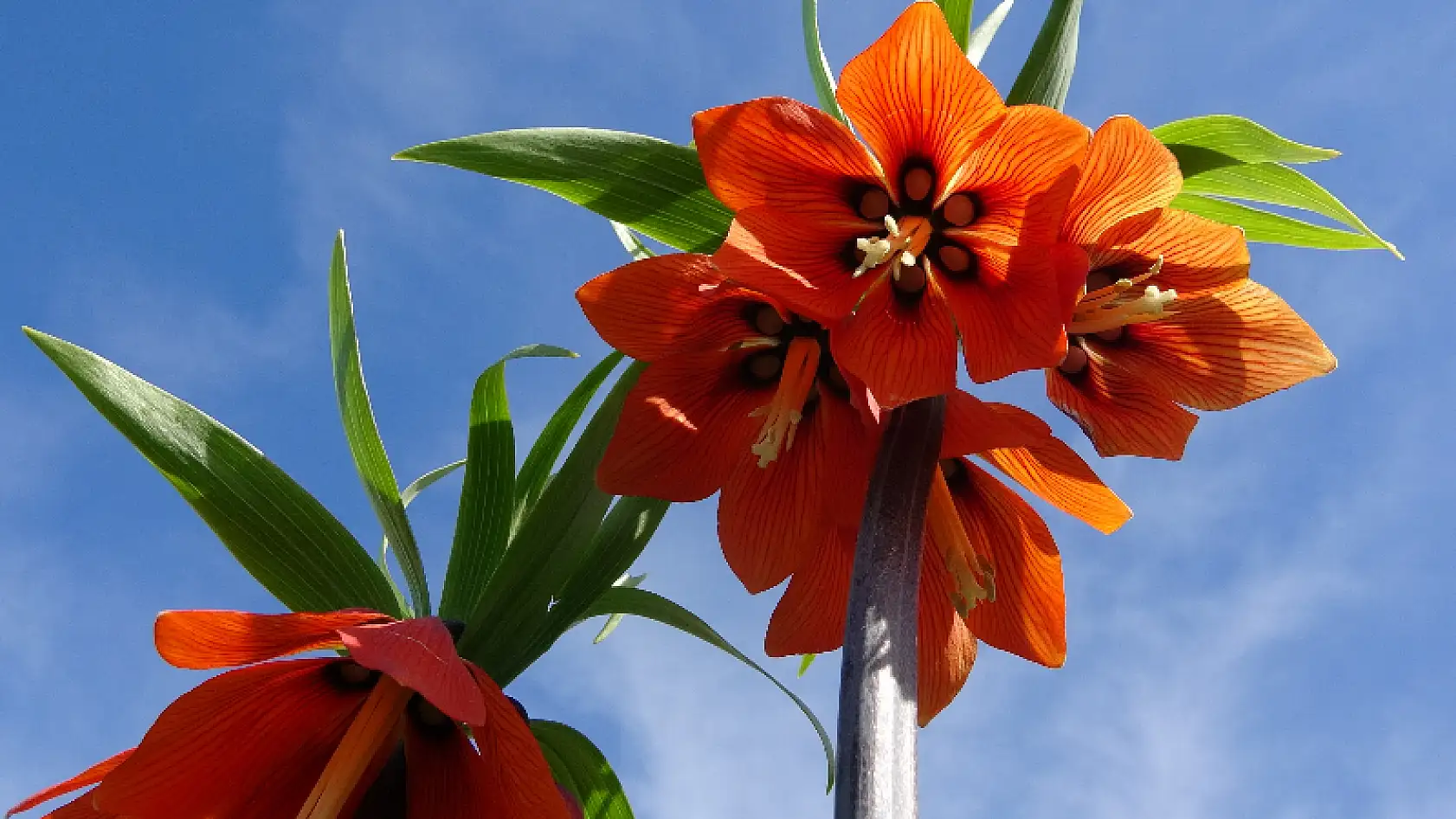 Van Gölü'ne karşı açan ters laleler mest ediyor