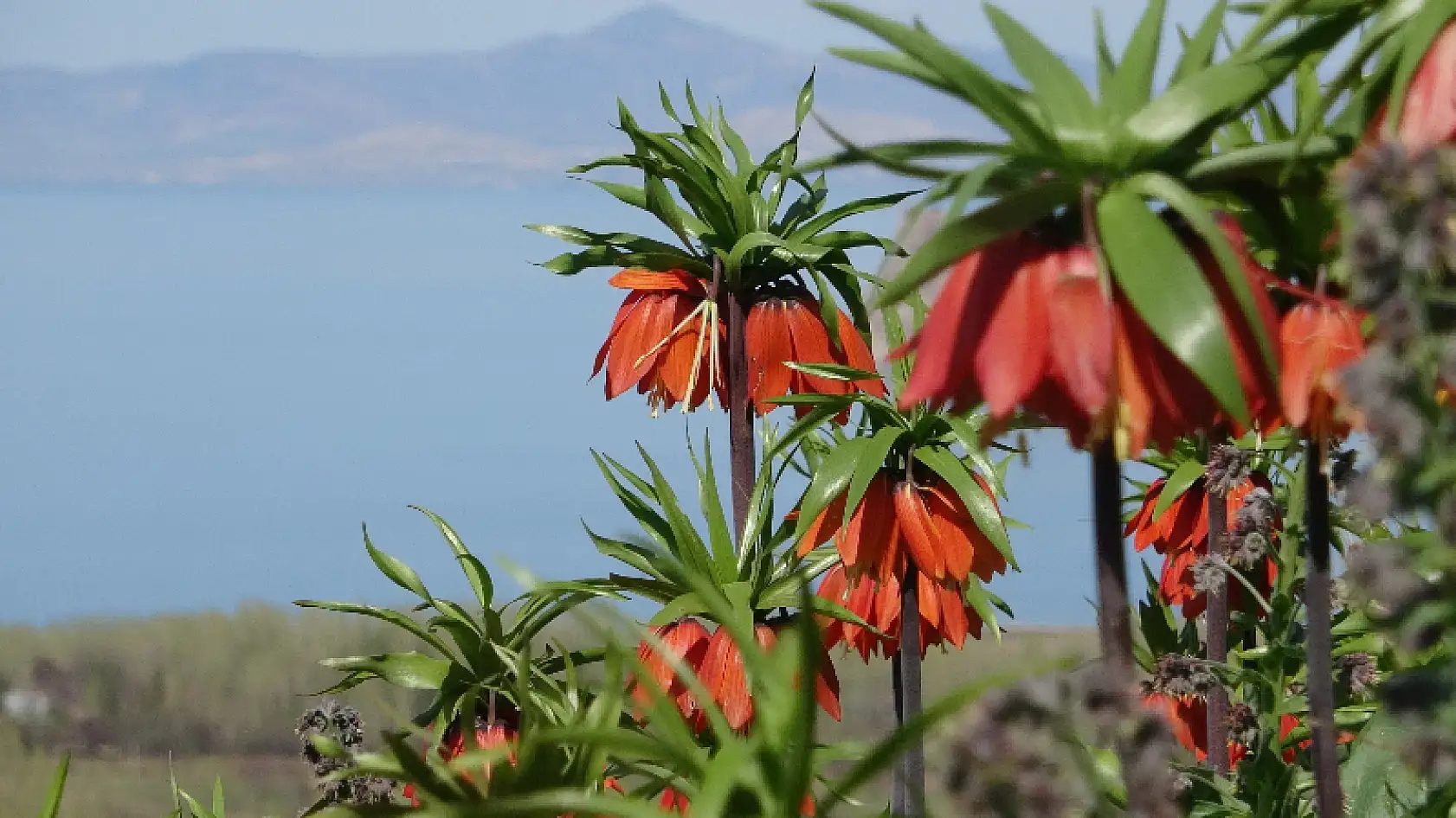 Van Gölü'ne karşı açan ters laleler mest ediyor