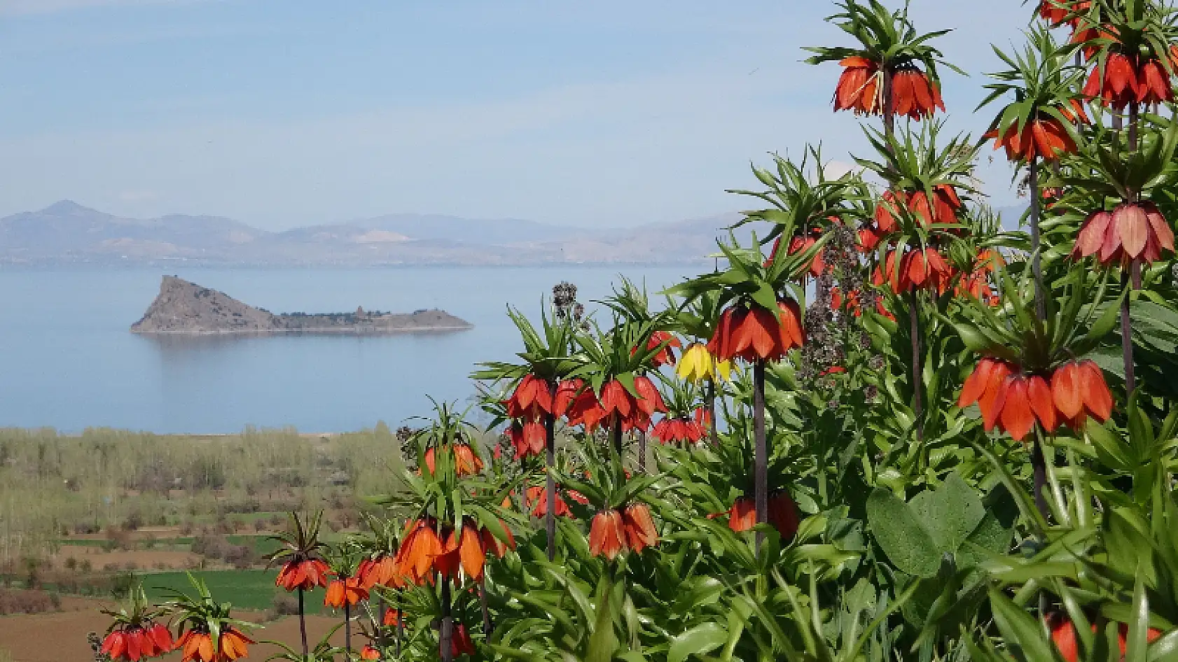 Van Gölü'ne karşı açan ters laleler mest ediyor