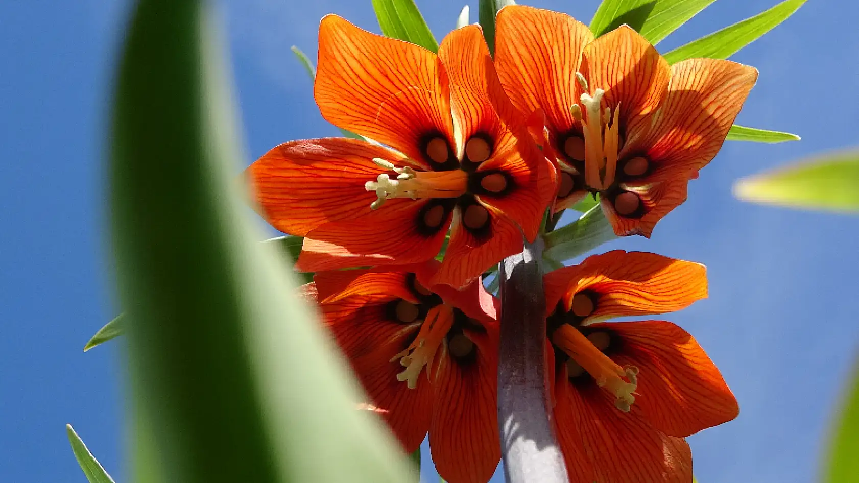 Van Gölü'ne karşı açan ters laleler mest ediyor