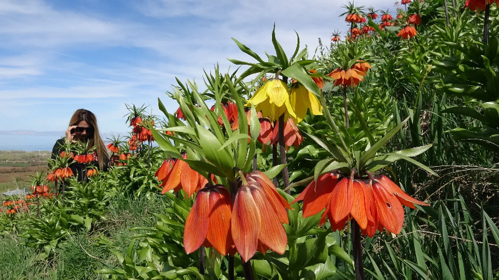 Van Gölü'ne karşı açan ters laleler mest ediyor