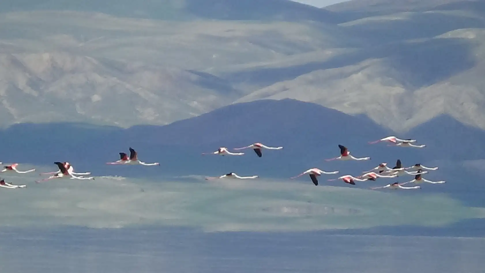 Van Gölü Havzası'nın narin kuşları flamingolar
