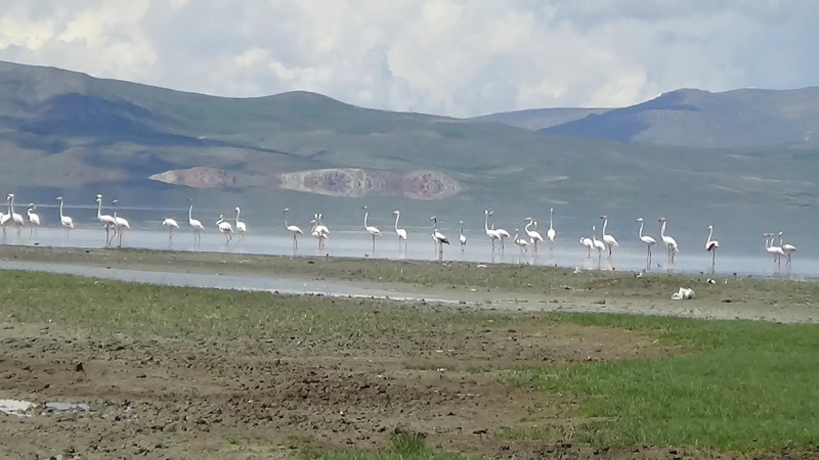 Van Gölü Havzası'nın narin kuşları flamingolar