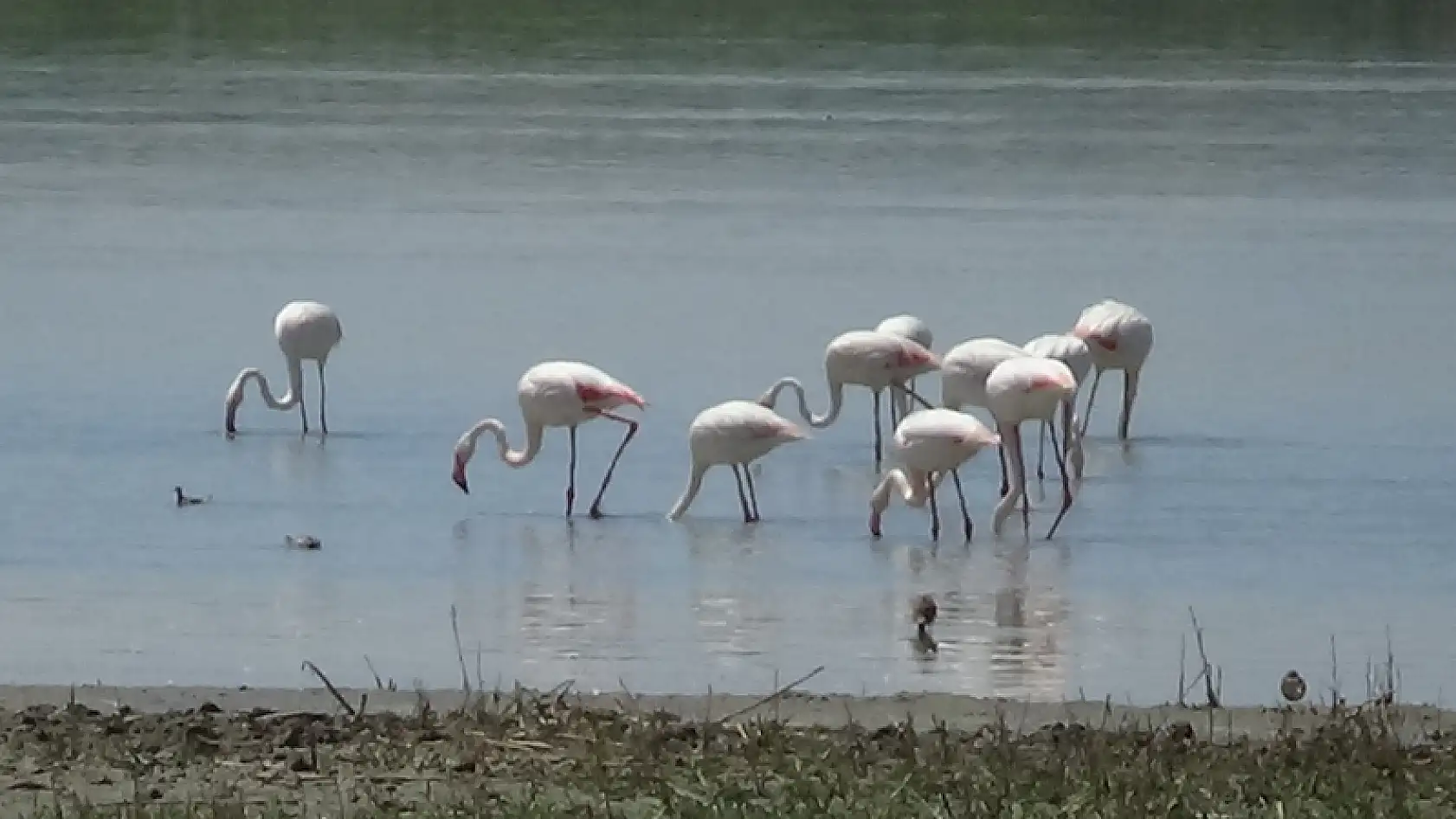 Van Gölü Havzası'nın narin kuşları flamingolar