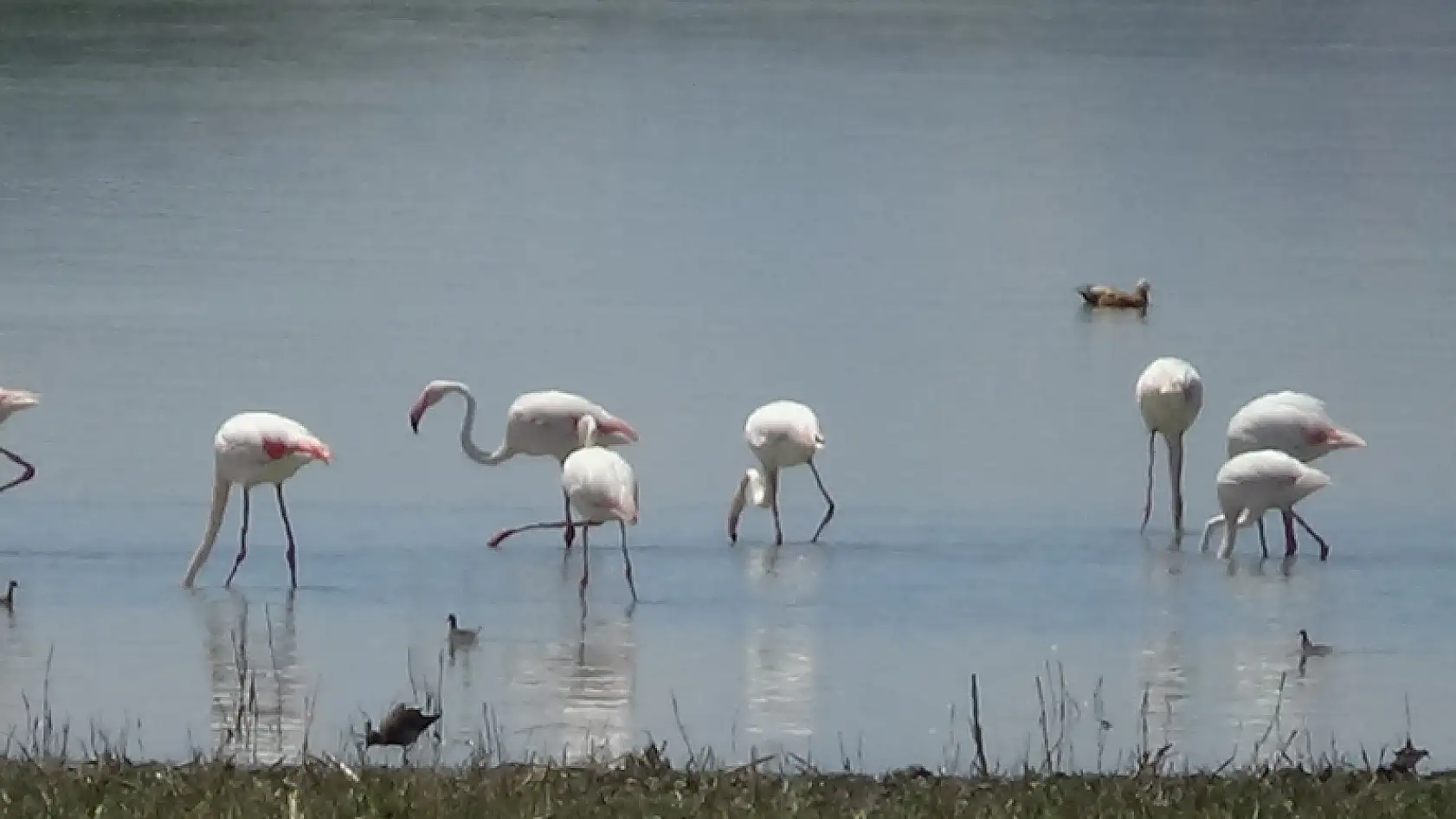 Van Gölü Havzası'nın narin kuşları flamingolar