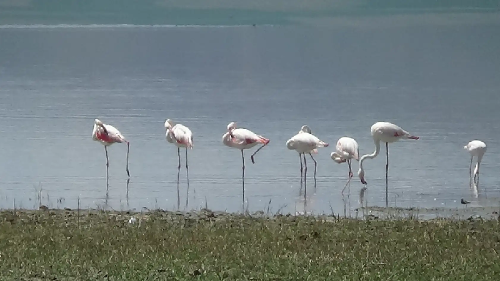 Van Gölü Havzası'nın narin kuşları flamingolar