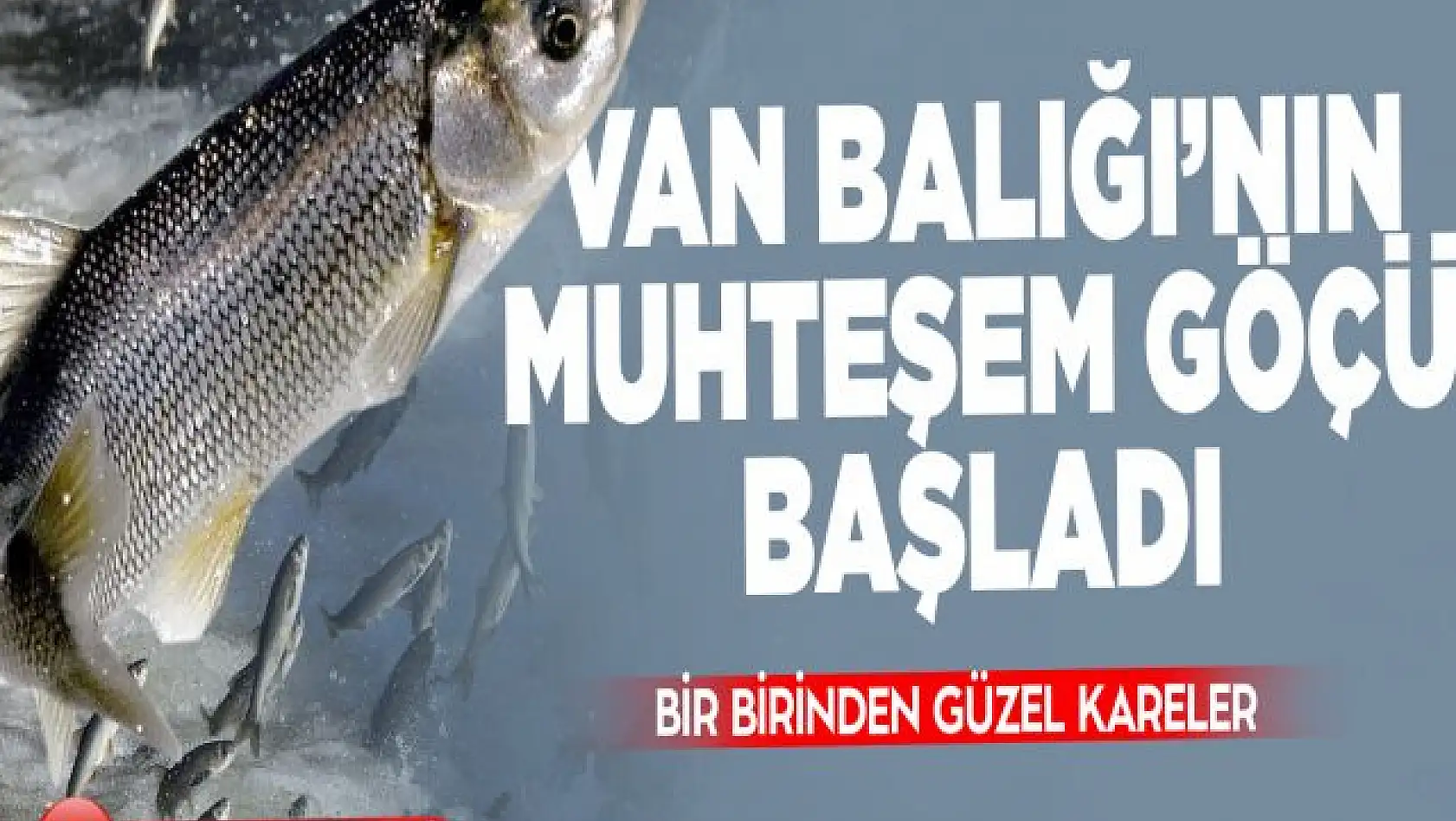 Uçan balıkların muhteşem göçü