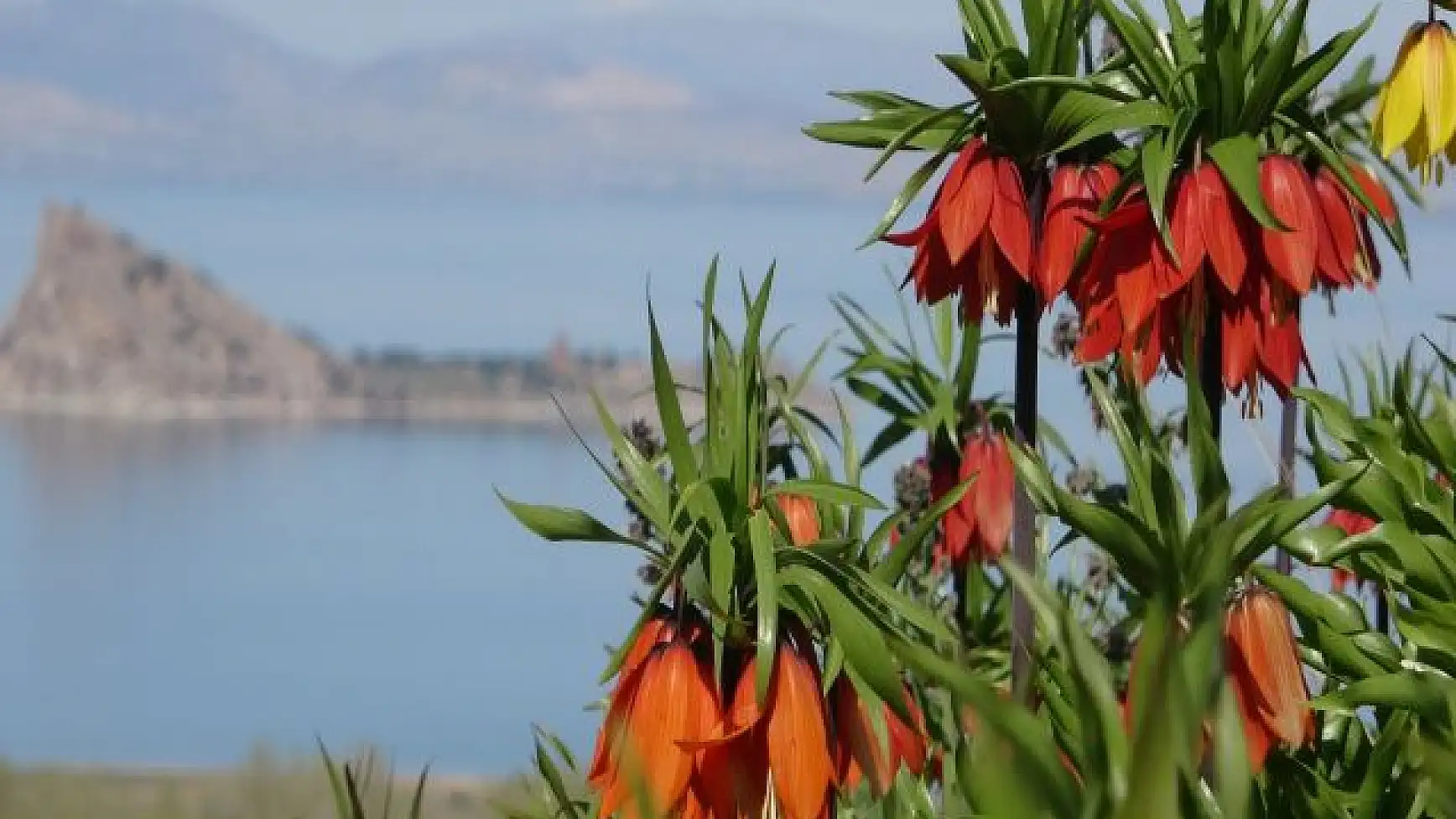 Van Gölü’ne karşı açan ters laleler mest ediyor