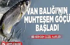 Uçan balıkların muhteşem göçü