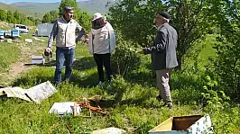 Van'da ayılar kovanları parçaladı!
