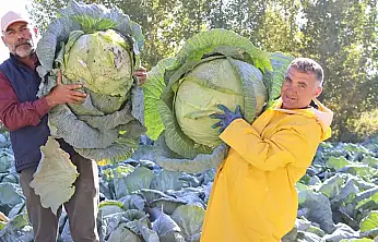 Erciş lahanası'nın hasadı başladı