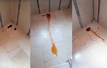 İpekyolu'nda site sakinleri kedi sorunuyla boğuşuyor: Belediye çözüm bulmuyor