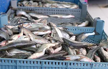 Van Balığı fiyat artışıyla dikkat çekti!