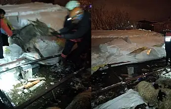 Van'da ahır çöktü: 5 küçükbaş hayvan telef oldu