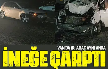 Van'da iki araç aynı anda ineğe çarptı