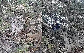 Van'da nesli tehlike altında olan vaşak görüntülendi