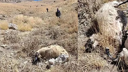 Van'da kurt saldırısı: Onlarca koyun telef oldu