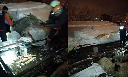 Van'da ahır çöktü: 5 küçükbaş hayvan telef oldu