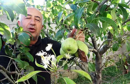 Armut ağacı Ekim ayında çiçek açtı