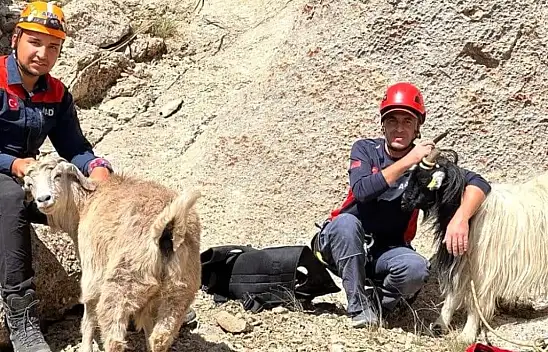 Dağda mahsur kalan 6 keçi AFAD tarafından kurtarıldı