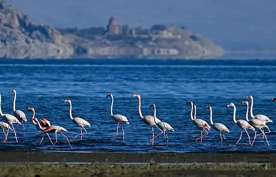 Flamingolar Van'da kaldı