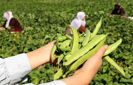 Gevaş fasulyesi tescillendi